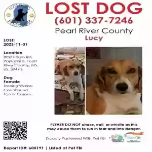 lost female dog lucy