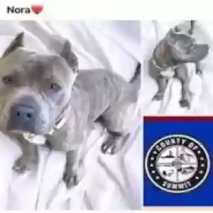 lost female dog nora