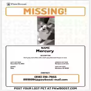 lost male cat mercury 