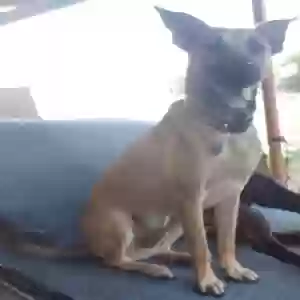 lost male dog king