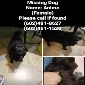 lost female dog anniemae