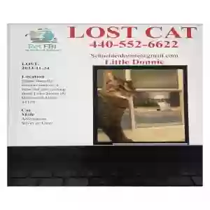 lost male cat lil donnie