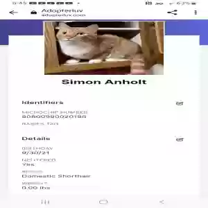 lost male cat simon
