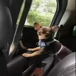 lost female dog brownie