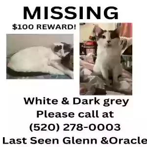 lost male cat gusgus