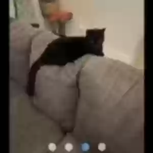 lost female cat mya