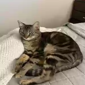 lost male cat luca