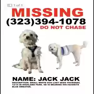 lost male dog jack jack