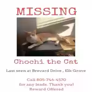 lost female cat chochi