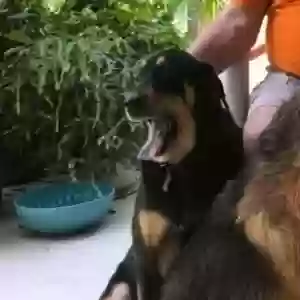lost female dog tenessee