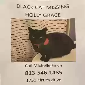 lost female cat holly grace
