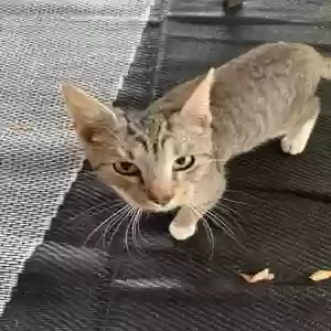 found male cat spike