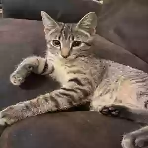 lost male cat indy
