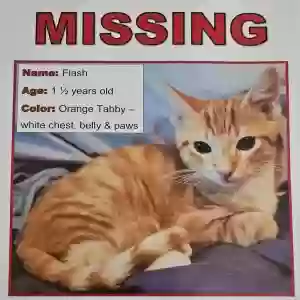 lost male cat flash