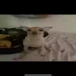 lost male dog nico