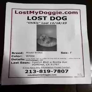 lost female dog chikis