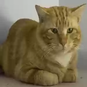 found male cat unknown