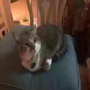 lost male cat chungus