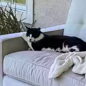 lost male cat chuchi