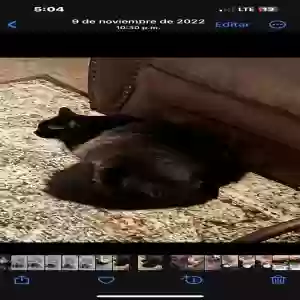 lost male cat ray charles