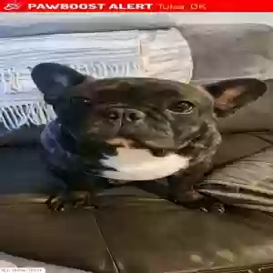 lost male dog nacho