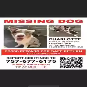 lost female dog charlotte