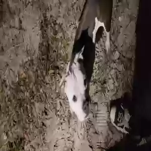 found male dog unknown