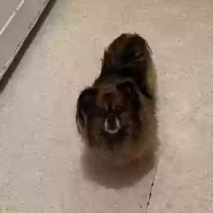 lost female dog sprout