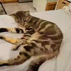 lost male cat simba