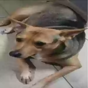 lost female dog bella