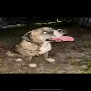 found female dog unknown