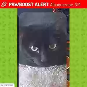 lost female cat velvet