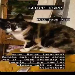 lost female cat naanan