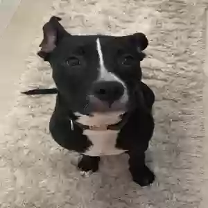 lost male dog canelo