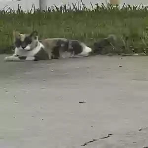 lost female cat gorda