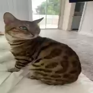 lost male cat simba