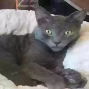 lost male cat blu