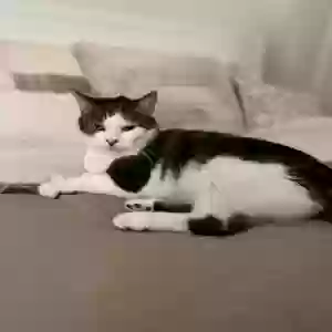 lost male cat leo