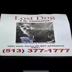 lost female dog ocean