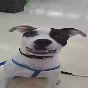 lost male dog chance