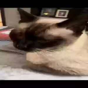 found male cat unknown