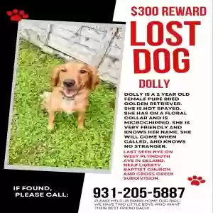 lost female dog dolly