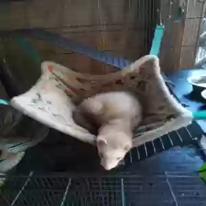lost female cat mila she is a ferret albino