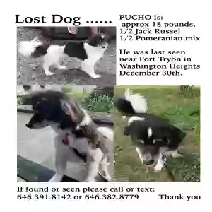 lost male dog pucho
