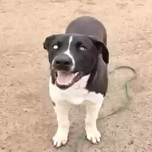 found male dog unknown