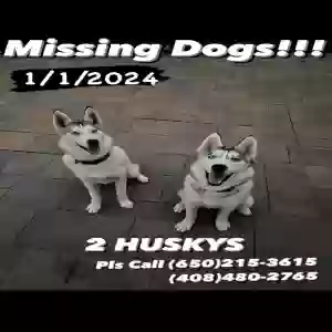lost female dog myska