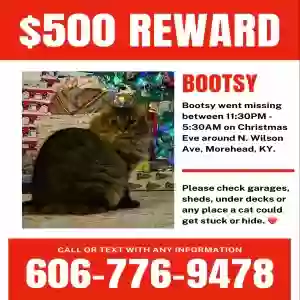 lost female cat bootsy