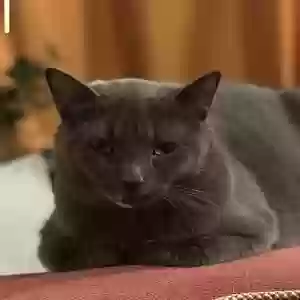 lost male cat allan