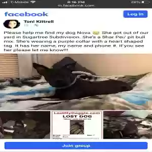 lost female dog nova