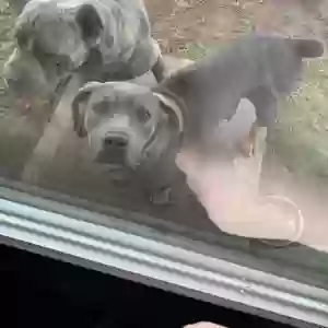 lost female dog maze